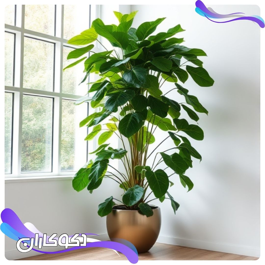 فیکوس لیراتای بلند