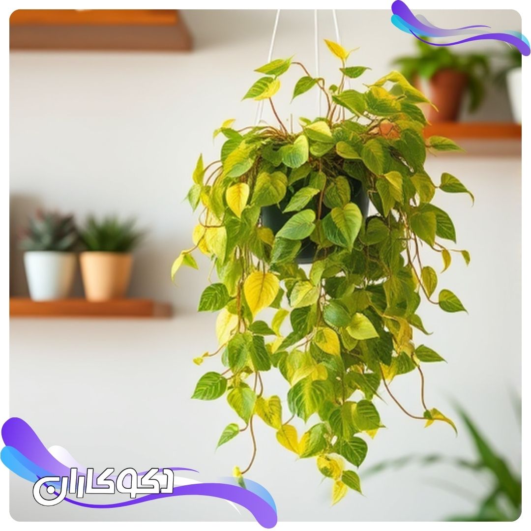 گلدان پتوس آویزان شده